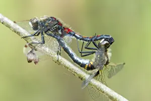 Bilder vom 7. Mai 2011: Nordische Wiesennatter, Ruby Whiteface, Leucorrhinia rubicunda.