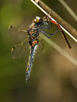Bilder Datiert 8. Juni 2013: Noordse witsnuitlibel, Ruby Whiteface, Leucorrhinia rubicunda