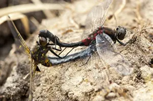 Odonata Species Europe Drucke: Noordse witsnuitlibel, Ruby Whiteface, Leucorrhinia rubicunda