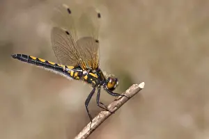 Bilder vom 23. April 2014: Noordse witsnuitlibel, Ruby Whiteface, Northern White-faced Dart