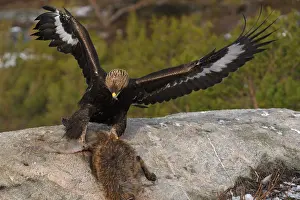 Aquila Chrysaetos Pictures Drucke: Noorwegen