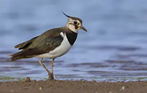 Nature Photography Italy Drucke: Northern Lapwing