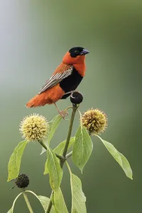 Summer Plumage Birds Drucke: Northern Red Bishop, Euplectes franciscanus