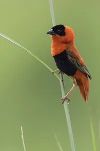 Summer Plumage Birds Drucke: Northern Red Bishop, Euplectes franciscanus