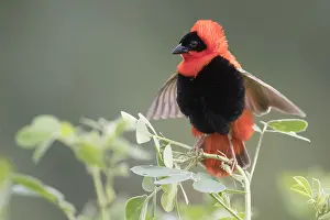 Africa Nature Photography Drucke: Northern Red Bishop, Euplectes franciscanus