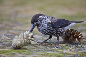 Notenkraker, Spotted Nutcracker, Nucifraga caryocatactes