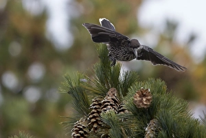 Notenkraker, Spotted Nutcracker, Nucifraga caryocatactes