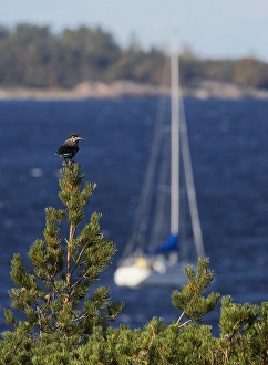 Bilder Datiert 28. September 2008: Notenkraker, Spotted Nutcracker, Nucifraga caryocatactes