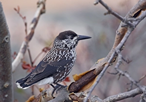 Notenkraker, Spotted Nutcracker, Nucifraga caryocatactes