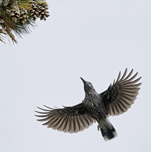 Notenkraker, Spotted Nutcracker, Nucifraga caryocatactes