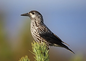 Bilder Datiert 28. September 2008: Notenkraker, Spotted Nutcracker, Nucifraga caryocatactes
