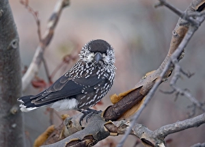 Europe Wildlife Drucke: Notenkraker, Spotted Nutcracker, Nucifraga caryocatactes
