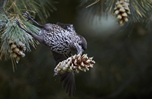 Notenkraker, Spotted Nutcracker, Nucifraga caryocatactes