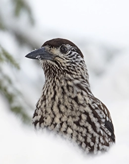 Gerahmter Druck : Notenkraker, Spotted Nutcracker, Nucifraga caryocatactes Gerahmter Druck : Notenkraker, Spotted Nutcracker, Nucifraga caryocatactes