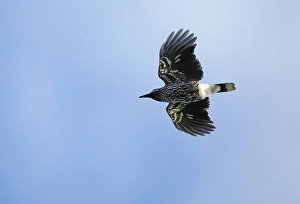Bilder Datiert 31. August 2005: Notenkraker, Spotted Nutcracker, Nucifraga caryocatactes