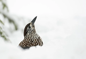 Notenkraker, Spotted Nutcracker, Nucifraga caryocatactes