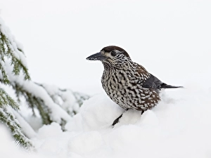 Snowy Winter Scenes Drucke: Notenkraker, Spotted Nutcracker, Nucifraga caryocatactes