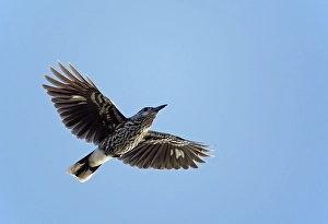 Snowy Bird Perched Drucke: Notenkraker, Spotted Nutcracker, Nucifraga caryocatactes