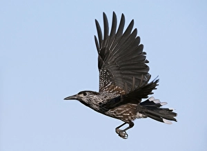 Notenkraker, Spotted Nutcracker, Nucifraga caryocatactes