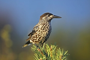 Notenkraker, Spotted Nutcracker, Nucifraga caryocatactes