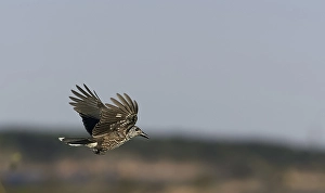 Markus Varesvuo Photos Drucke: Notenkraker, Spotted Nutcracker, Nucifraga caryocatactes