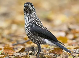 Notenkraker, Spotted Nutcracker, Nucifraga caryocatactes