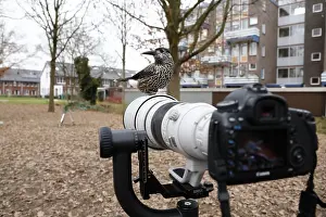Dutch Bird Species Drucke: Notenkraker; Spotted Nutcracker