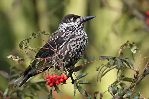 Spotted Nutcracker Drucke: Notenkraker, Spotted Nutcracker, Nucifraga caryocatactes
