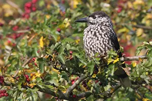Spotted Nutcracker Drucke: Notenkraker, Spotted Nutcracker, Nucifraga caryocatactes