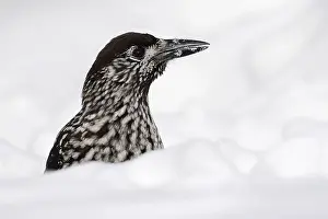 Spotted Nutcracker Drucke: Notenkraker, Spotted Nutcracker, Nucifraga caryocatactes