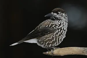 Spotted Nutcracker Drucke: Notenkraker, Spotted Nutcracker, Nucifraga caryocatactes
