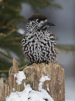 Spotted Nutcracker Drucke: Notenkraker, Spotted Nutcracker, Nucifraga caryocatactes