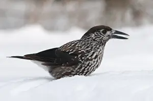 Spotted Nutcracker Drucke: Notenkraker, Spotted Nutcracker, Nucifraga caryocatactes