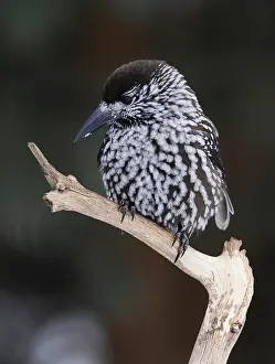 Spotted Nutcracker Drucke: Notenkraker, Spotted Nutcracker, Nucifraga caryocatactes