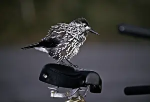 Spotted Nutcracker Drucke: Notenkraker, Spotted Nutcracker, Nucifraga caryocatactes