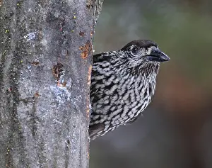 Gerahmter Druck : Notenkraker, Spotted Nutcracker, Nucifraga caryocatactes