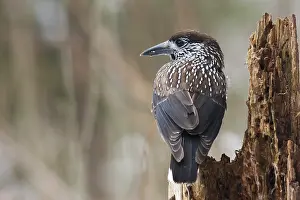 Germany Bird Species Drucke: Notenkraker, Spotted Nutcracker, Nucifraga caryocatactes