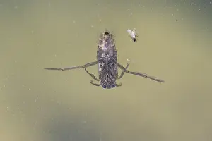 European Insects Drucke: Notonecta sp