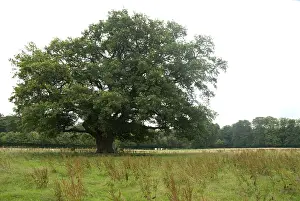 Bilder Datiert 13. Juli 2007: Eiche, Eiche, Quercus