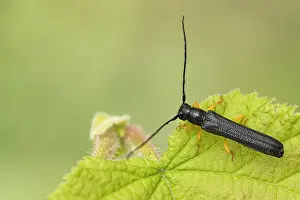 Bilder Datiert 29. Mai 2020: Oberea linearis