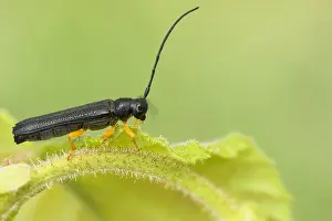 Bilder Datiert 29. Mai 2020: Oberea linearis