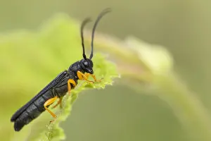 Bilder Datiert 29. Mai 2020: Oberea linearis