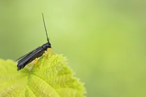 Bilder Datiert 29. Mai 2020: Oberea linearis