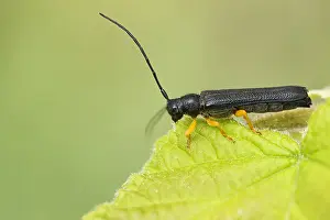 Bilder Datiert 29. Mai 2020: Oberea linearis