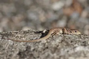 Ocellated Lizard Drucke: Ocellated Lizard, Timon lepidus
