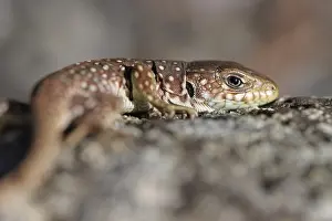 Ocellated Lizard Drucke: Ocellated Lizard, Timon lepidus