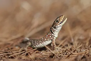 Timon Lepidus Drucke: Ocellated Lizard, Timon lepidus