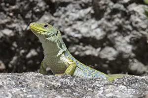 Ocellated Lizard Drucke: Ocellated Lizard, Timon lepidus