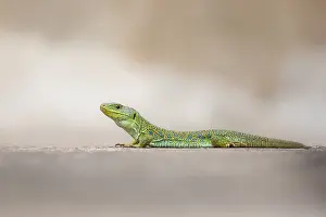 Bilder Datiert 30. Mai 2022: Ocellierte Eidechse, Timon lepidus.