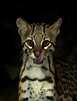 Brazilian Jungle Animals Drucke: Ocelot (Leopardus pardalus mitis)